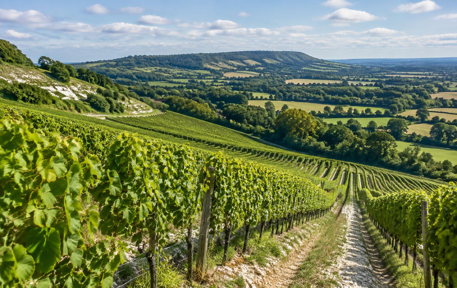 The Chalk Corridor: English Sparkling Wine and the Terroir of the North Downs