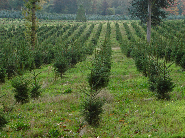 Real Christmas Trees in Surrey: Where to Choose or Cut Your Own (2026)